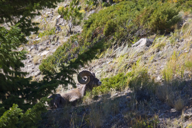 Bighorn Under Tree